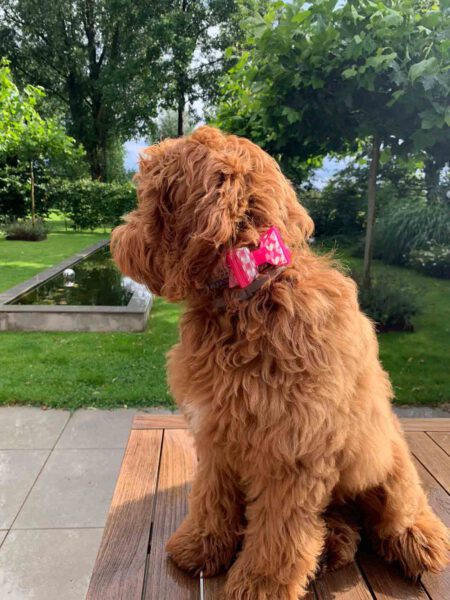 Hondenstrik pink love Floortje