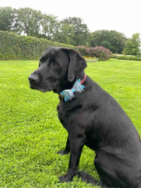 Hondenstrik sparkly blue Bo