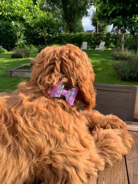 Hondenstrikken purple polka dot Floortje